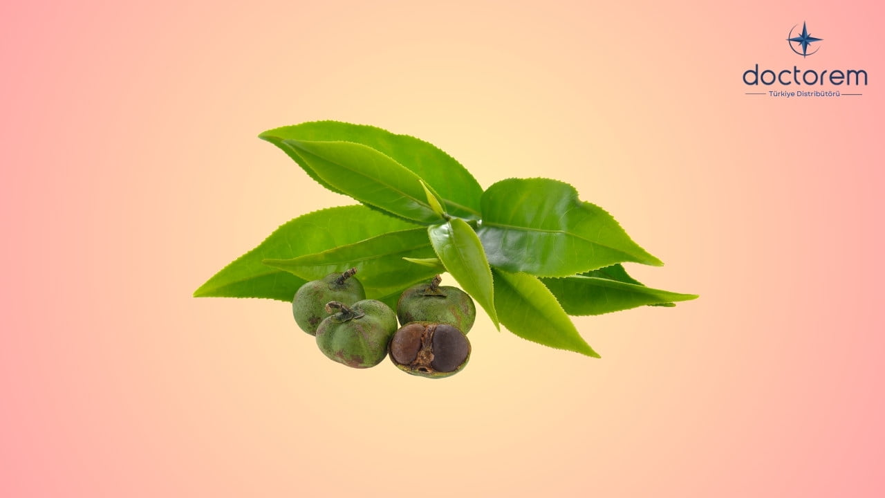 Camellia Sinensis Nedir Bu Çay Bitkisi Kilo Verdirir mi