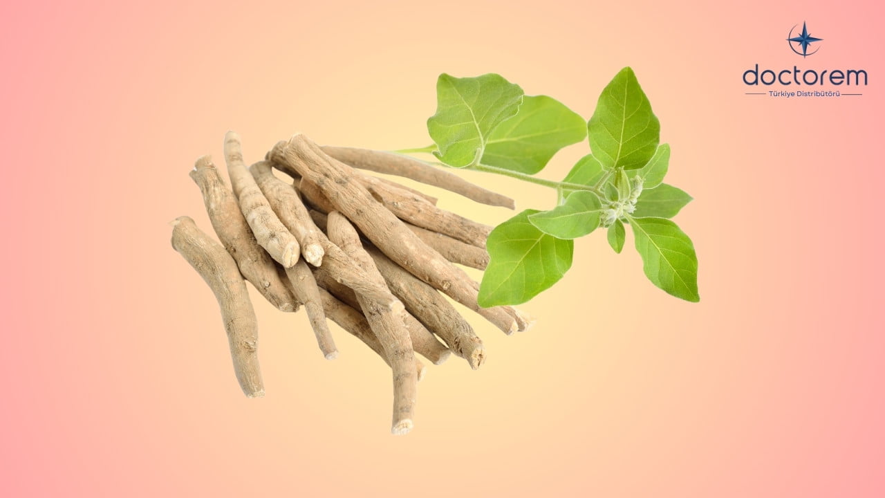 Hint Ginsengi (Ashwagandha) Nedir Tam Bilgi!
