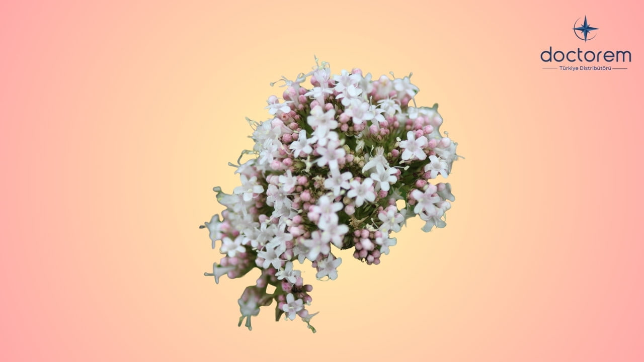 Kediotu Nedir? (Valeriana Officinalis) Neye Yarar?
