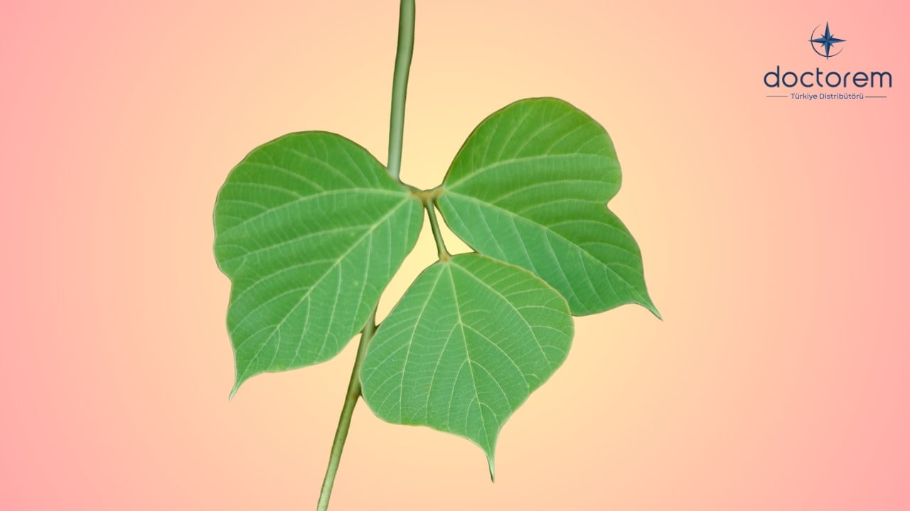 Kudzu Nedir? Kadınlar İçin Neden Bu Kadar Önemlidir?