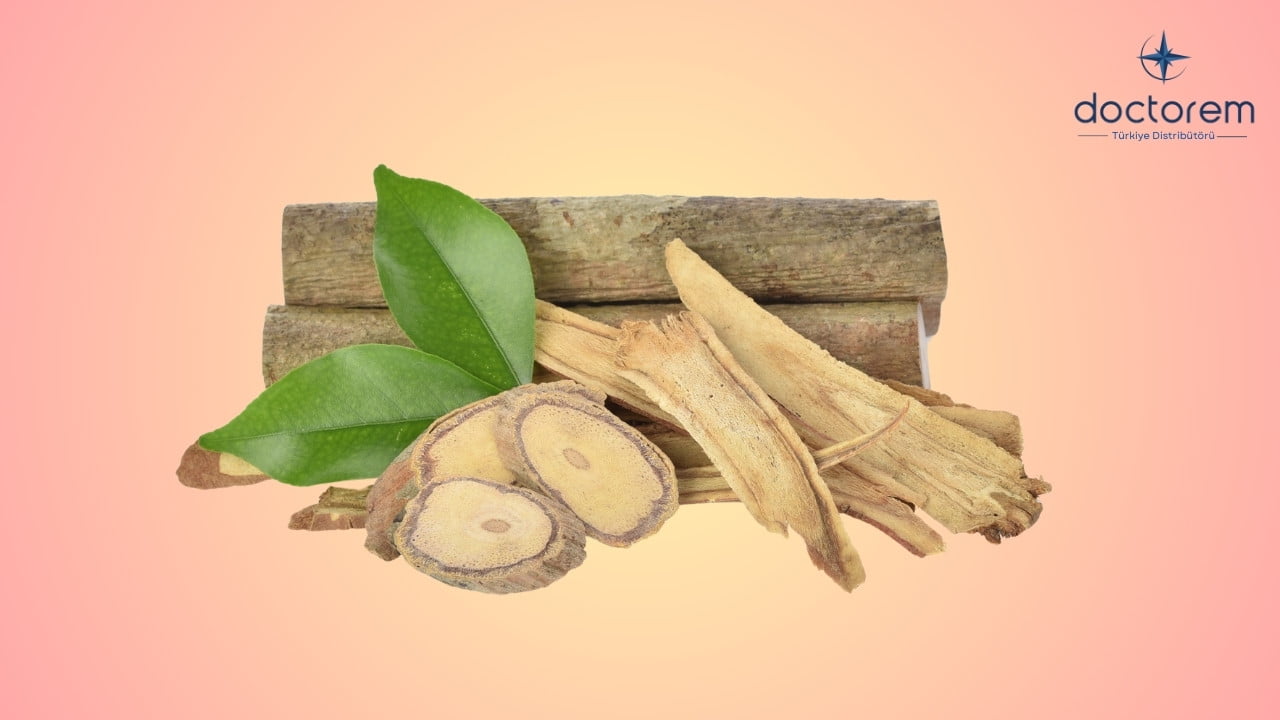 Tongkat Ali Nedir Eurycoma longifolia Ne İşe Yarar
